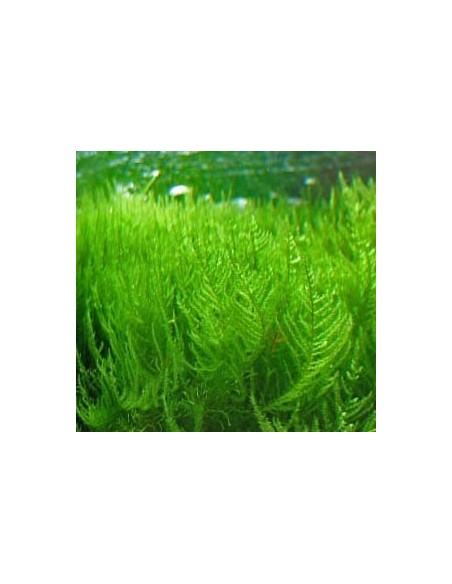 Erect Moss (Vesicularia Reticulata)