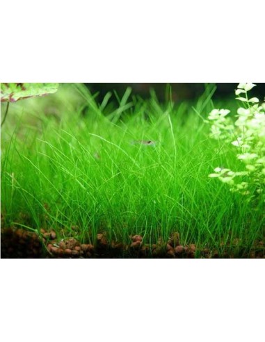 Eleocharis Parvula (dwarf hair grass)