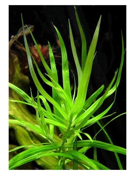 Heteranthera Zosterifolia (star grass)