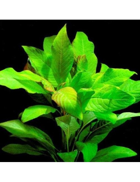 Hygrophila Corymbosa (Mint plant)