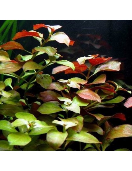 Ludwigia Repens