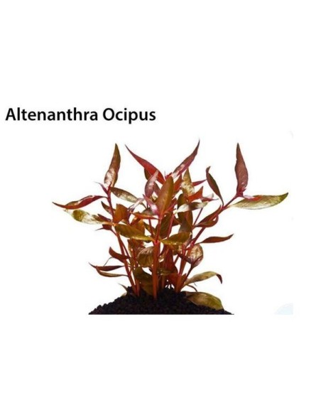 Alternanthera Reineckii Ocipus