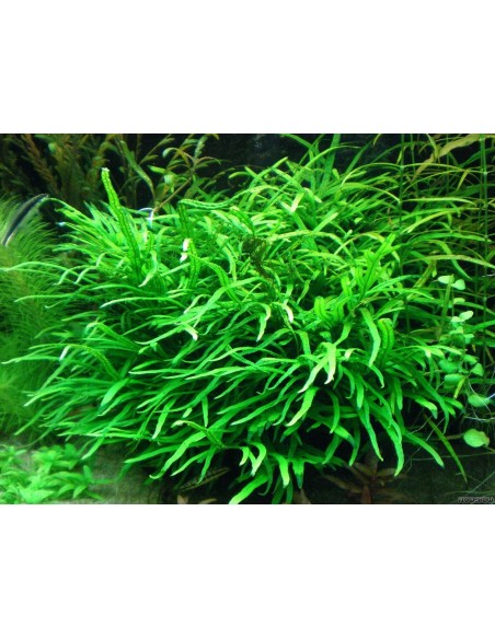 Microsorum Pteropus (Java Fern)