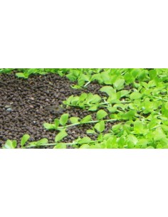 Hemianthus Micranthemoides Monte Carlo 2